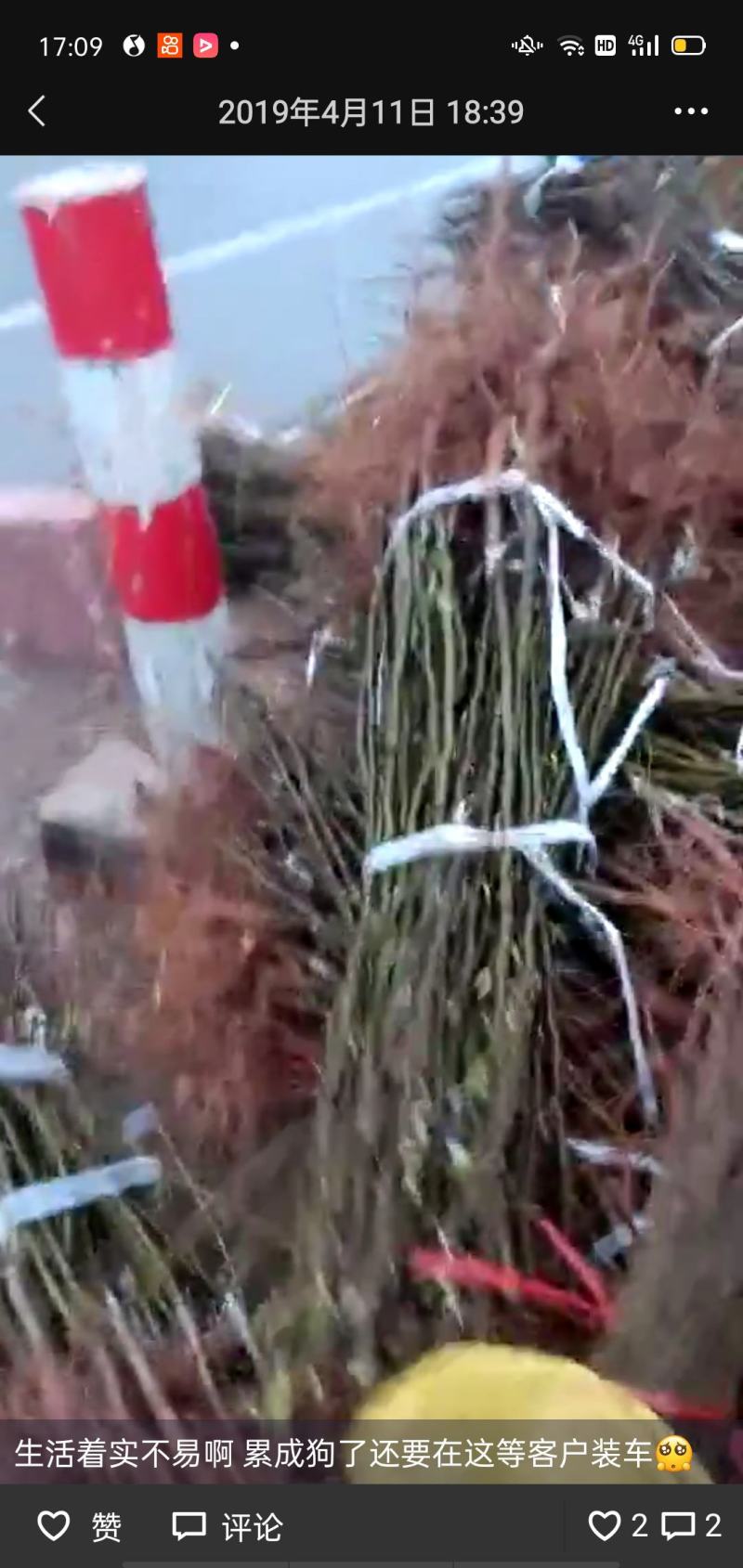 沂源县维纳斯黄金苹果苗