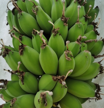 苹果蕉干净不留痕迹