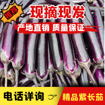 2022广东湛江徐闻县紫长茄广茄上市，货源充足，欢迎联系