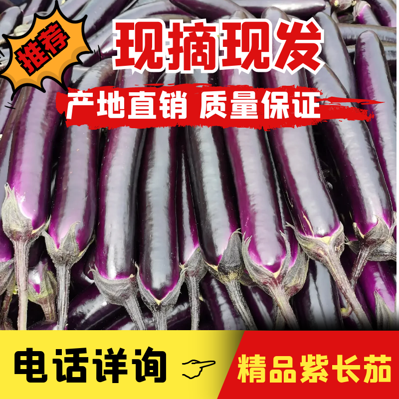 2022广东湛江徐闻县紫长茄广茄上市，货源充足，欢迎联系