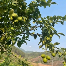 尤力克青柠檬