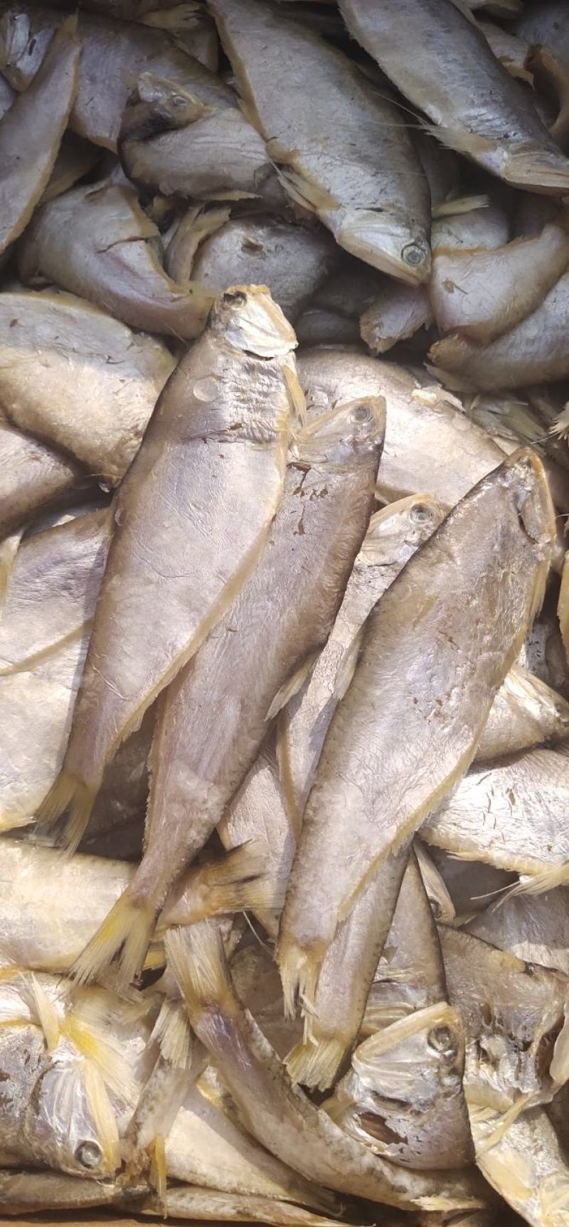 咸鱼马口鱼油扣鱼大量有货新货加工一箱15斤