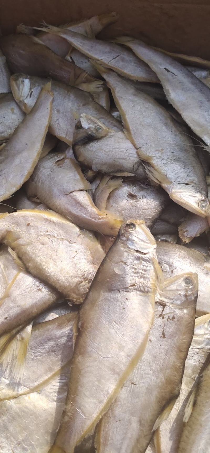 咸鱼马口鱼油扣鱼大量有货新货加工一箱15斤