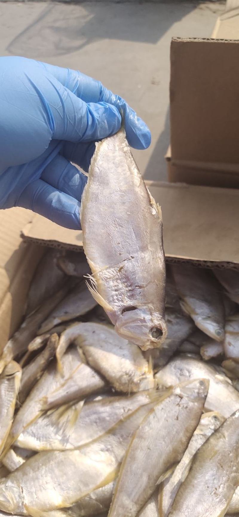 咸鱼马口鱼油扣鱼大量有货新货加工一箱15斤