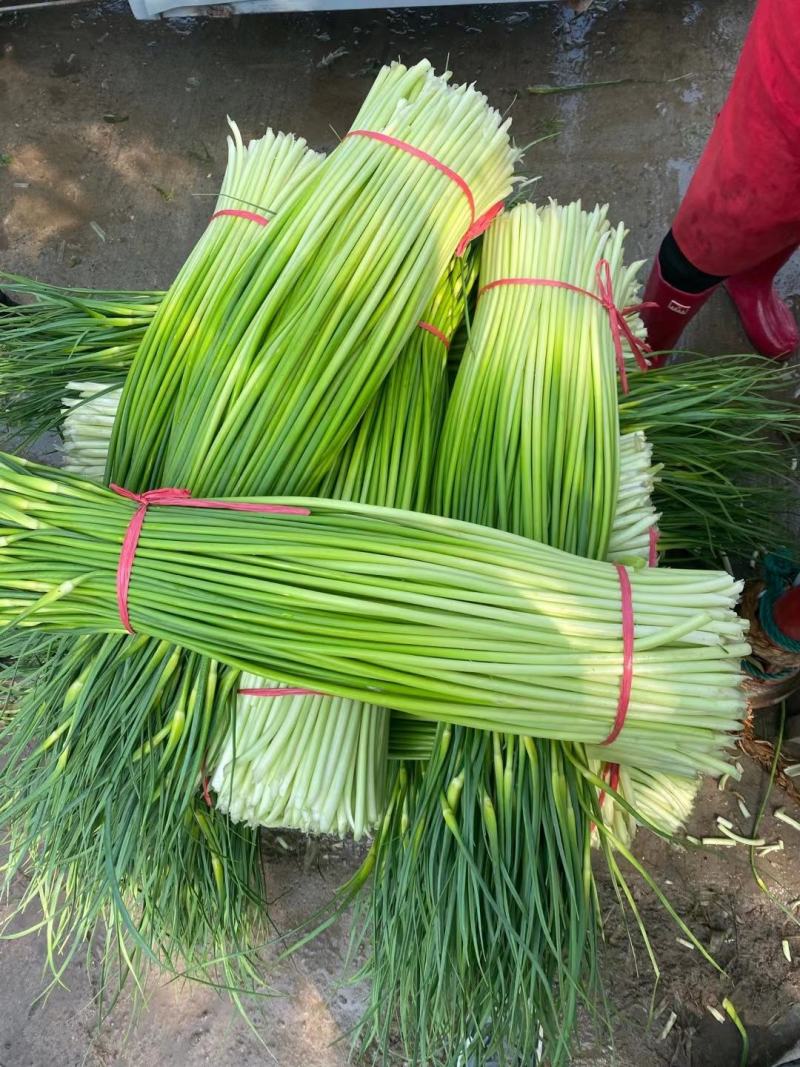蒜薹红帽蒜臺红帽蒜苔可加工精品小把提供冷库