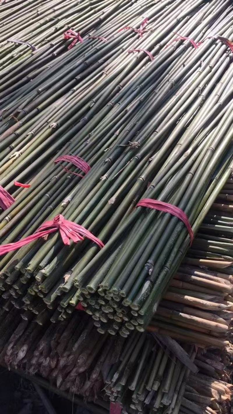 竹杆竹尾大山里的好竹杆希望大家定购