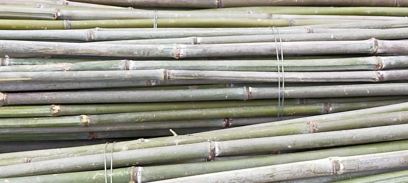 竹杆竹尾大山里的好竹杆希望大家定购