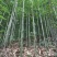 竹杆竹尾大山里的好竹杆希望大家定购