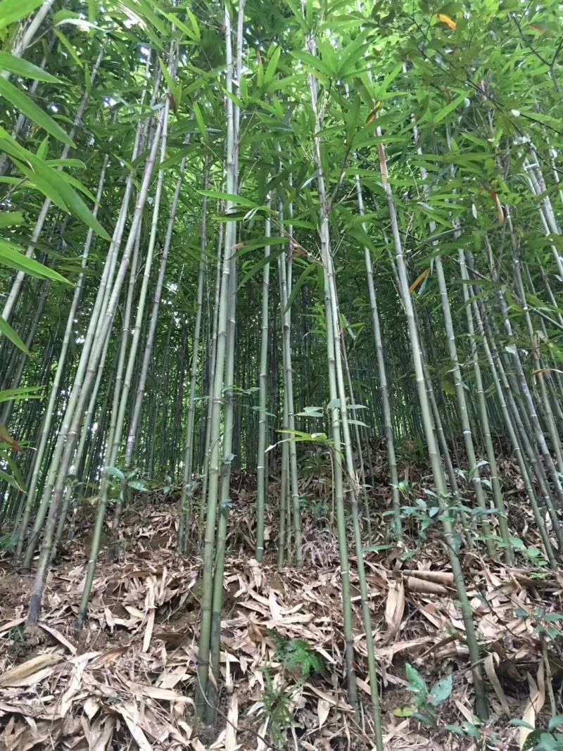 竹杆竹尾大山里的好竹杆希望大家定购