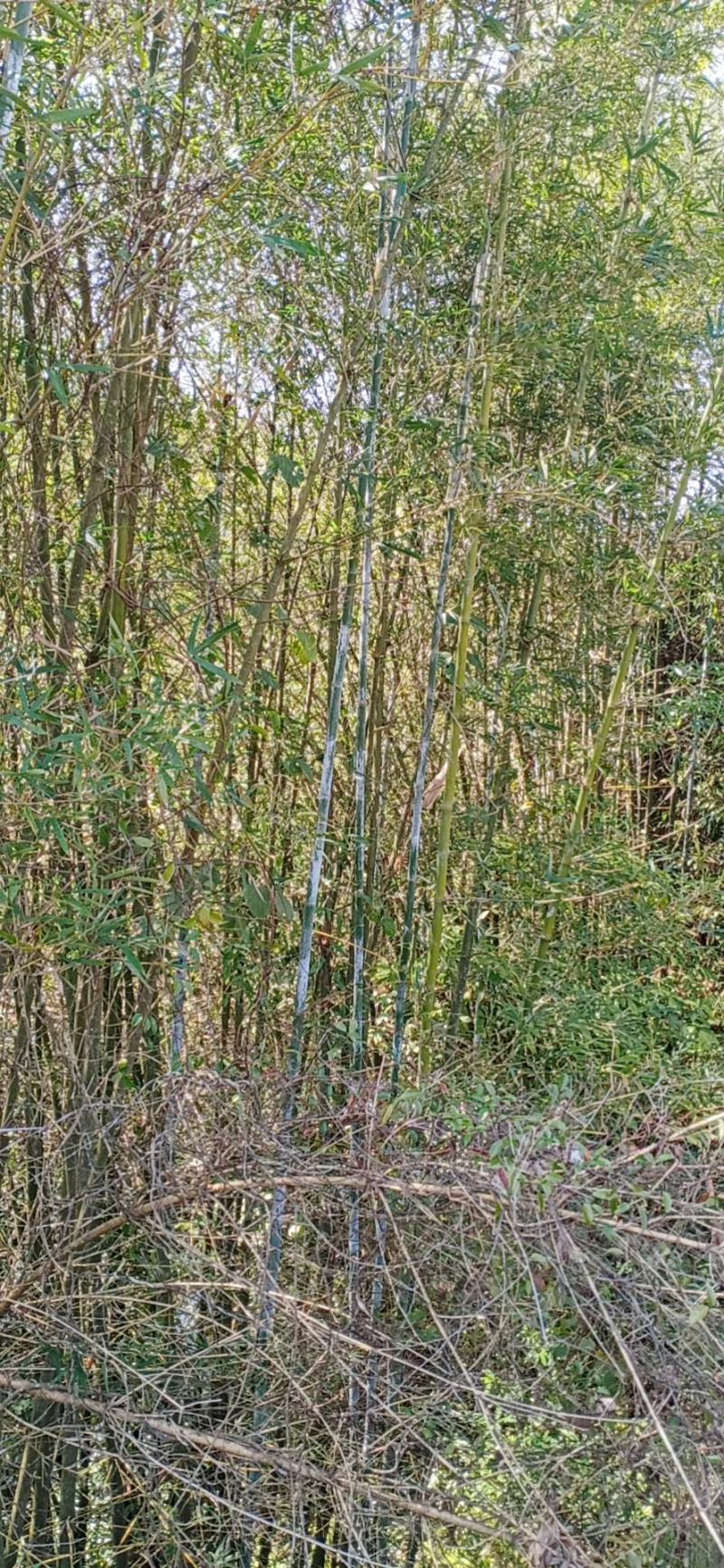 竹杆竹尾大山里的好竹杆希望大家定购