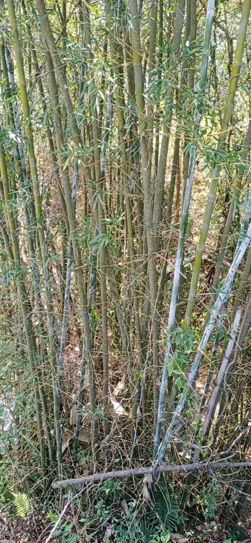 竹杆竹尾大山里的好竹杆希望大家定购