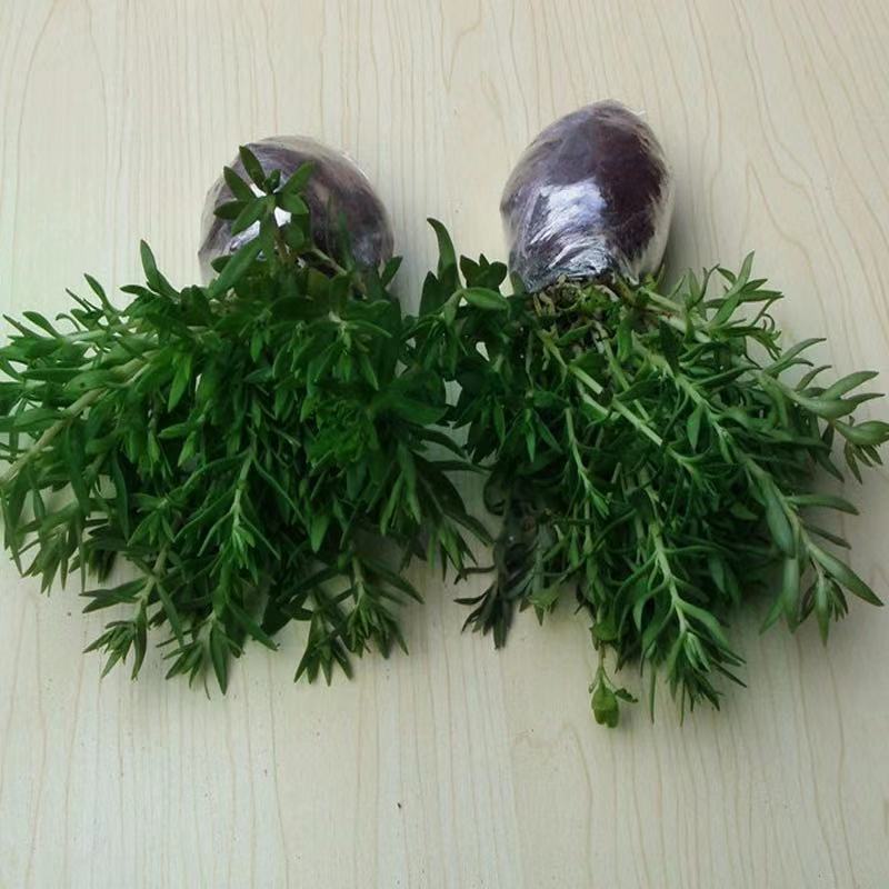 【包邮】全草类中药材垂盆草