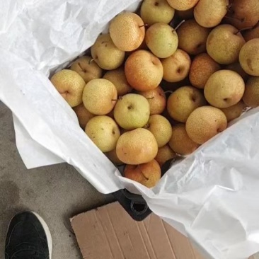 花盖梨产地直发一手货源大量有货