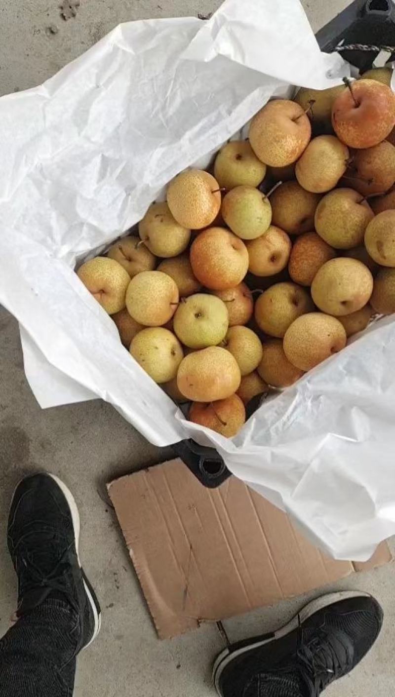 花盖梨产地直发一手货源大量有货
