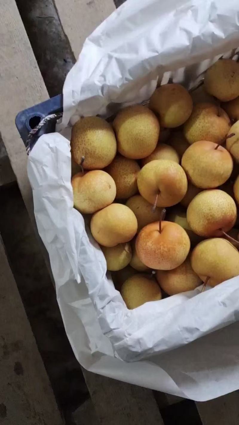 花盖梨产地直发一手货源大量有货