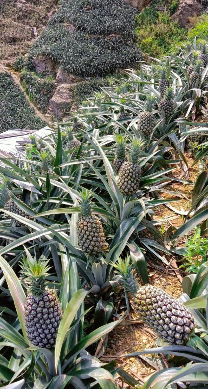 云南边境地区的香菠萝大量上市，香甜可口，吃过的人都说好