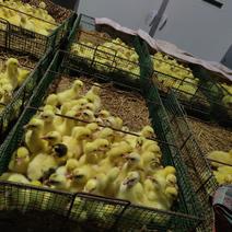 领合鹅业孵化厂长年出售优质大三花，泰州，皖蒲杂鹅苗