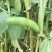 优质新鲜蚕豆胡豆罗汉豆干蚕豆新货上市货源充足价格美丽