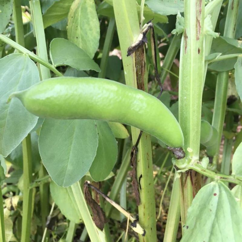 优质新鲜蚕豆胡豆罗汉豆干蚕豆新货上市货源充足价格美丽