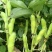 优质新鲜蚕豆胡豆罗汉豆干蚕豆新货上市货源充足价格美丽