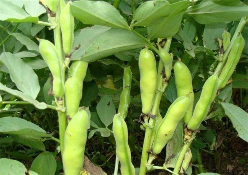 优质新鲜蚕豆胡豆罗汉豆干蚕豆新货上市货源充足价格美丽