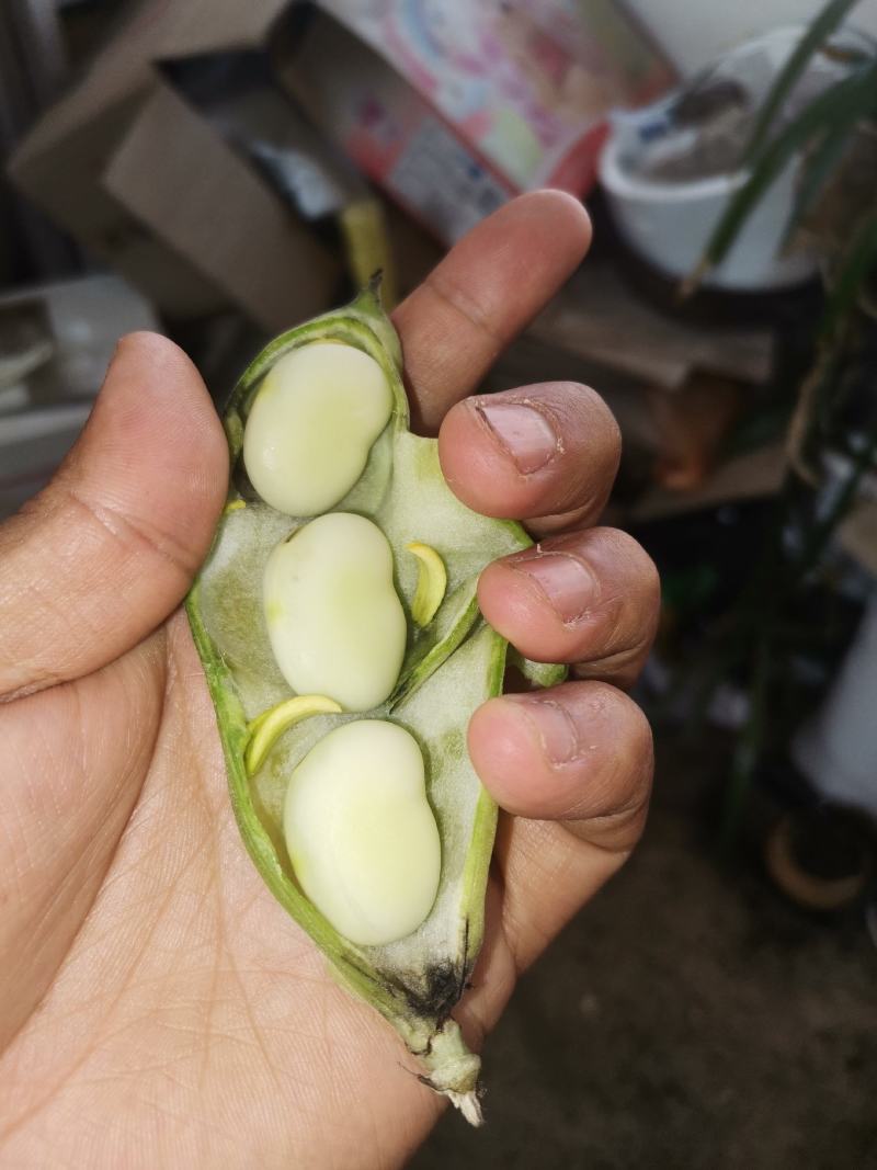 优质新鲜蚕豆胡豆罗汉豆干蚕豆新货上市货源充足价格美丽