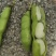 优质新鲜蚕豆胡豆罗汉豆干蚕豆新货上市货源充足价格美丽