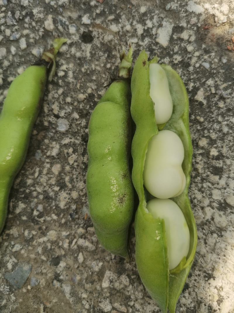 优质新鲜蚕豆胡豆罗汉豆干蚕豆新货上市货源充足价格美丽