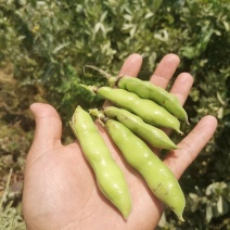 优质新鲜蚕豆胡豆罗汉豆干蚕豆新货上市货源充足价格美丽