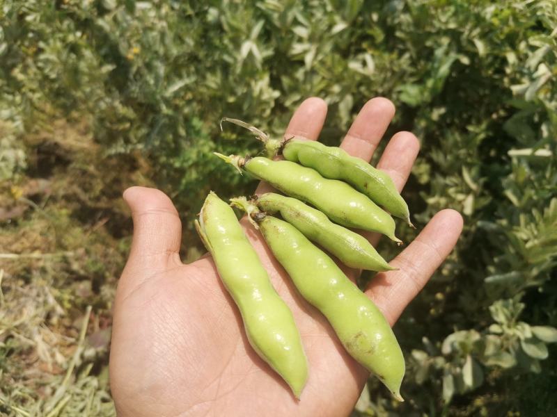 优质新鲜蚕豆胡豆罗汉豆干蚕豆新货上市货源充足价格美丽