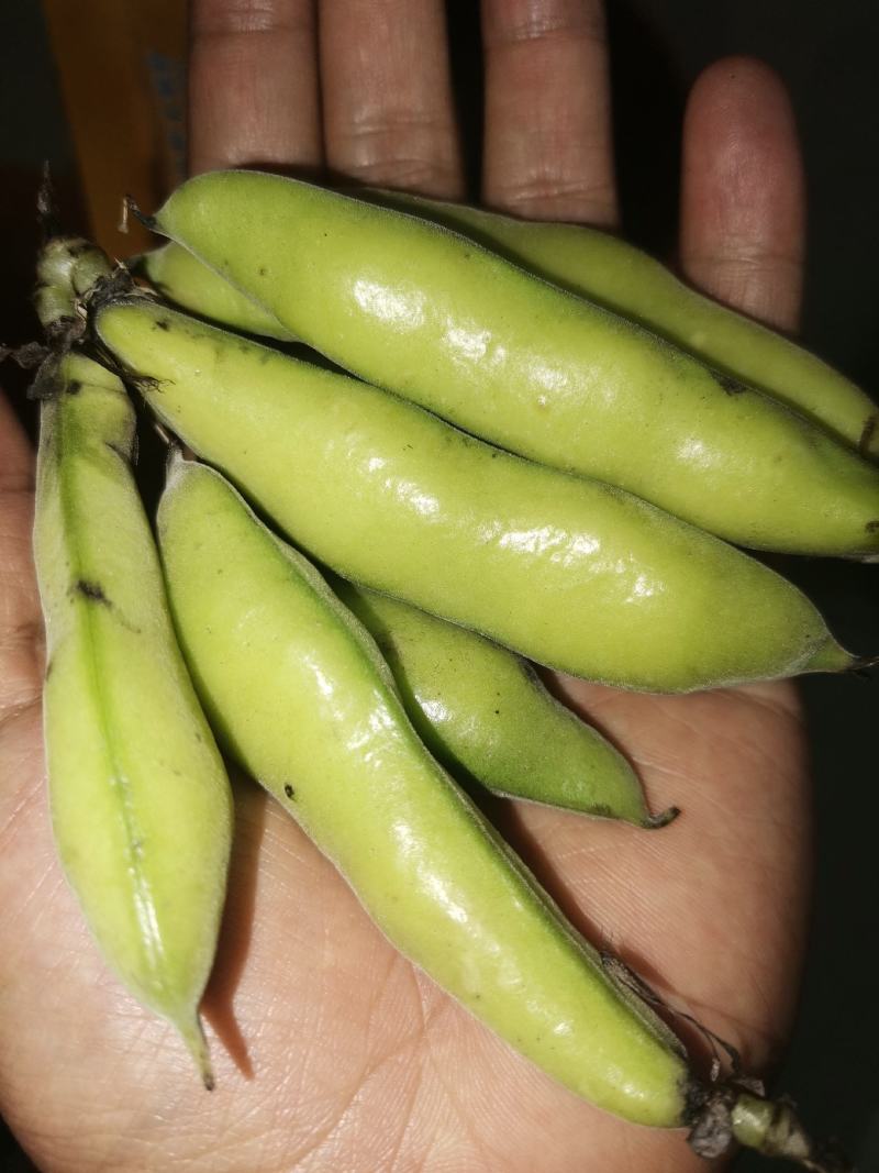 优质新鲜蚕豆胡豆罗汉豆干蚕豆新货上市货源充足价格美丽