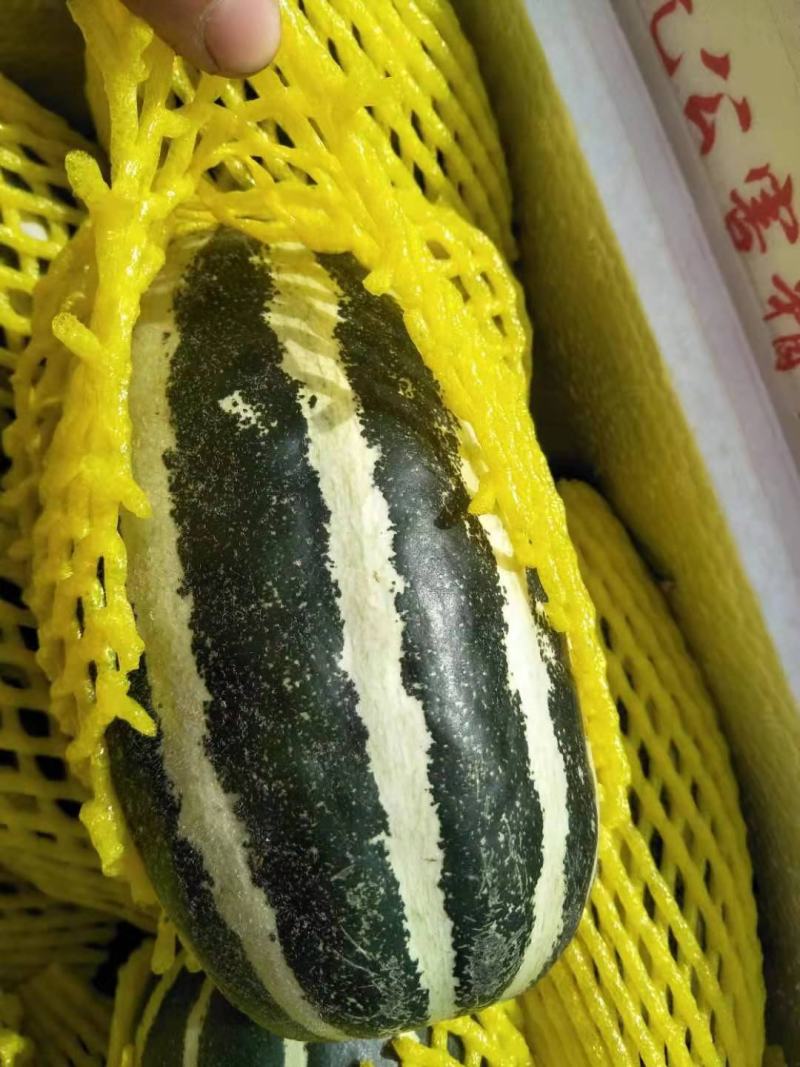 【优选商家】精品甜瓜，博洋99161羊角脆欢迎来电