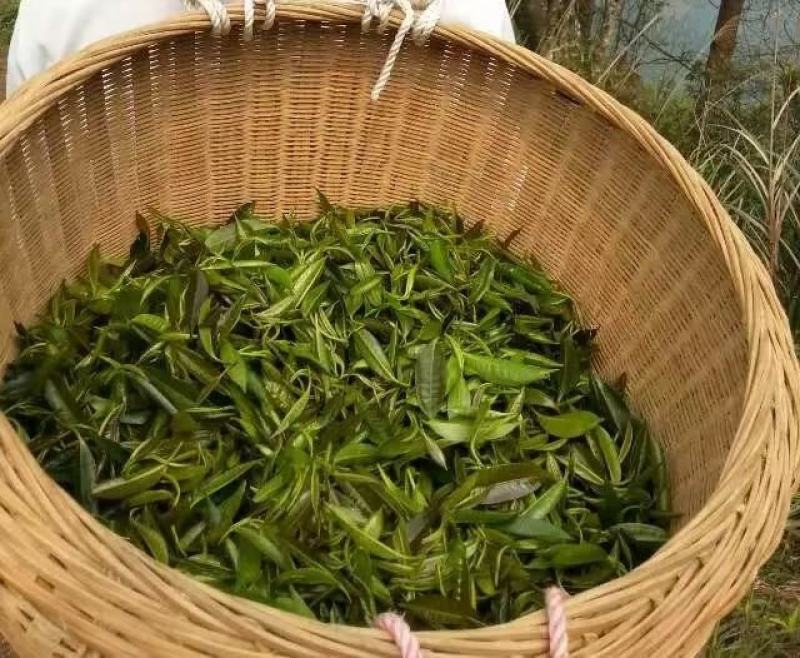 石崖茶