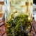 石崖茶