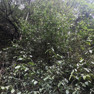 石崖茶