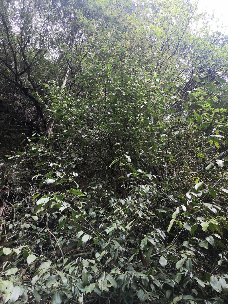 石崖茶