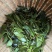 石崖茶