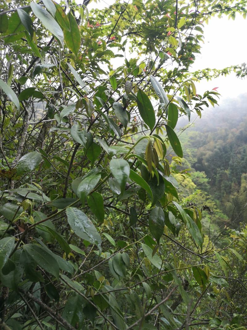 石崖茶