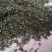 石崖茶