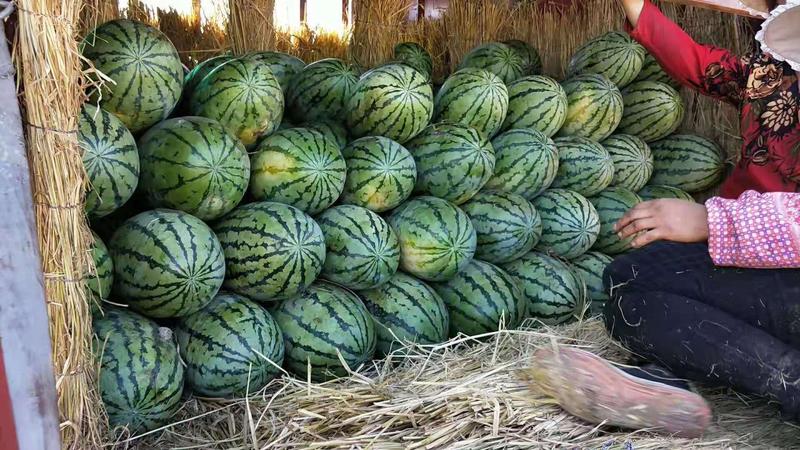 【安农】新疆吐鲁番安农二号西瓜熟度高口感好量大全国发货