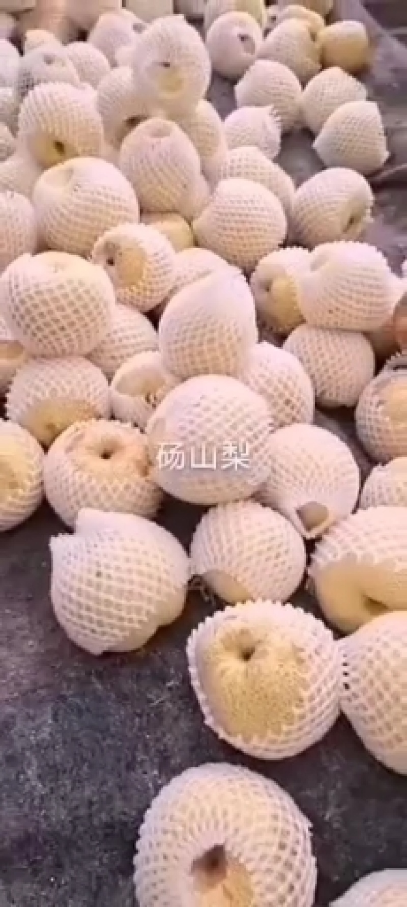 万亩砀山皇冠梨大量上市对接全国市场商超产地发货价格优势