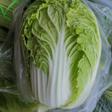 黄心白菜优质精品白菜，质量保证，充足，价格美丽，以质论价