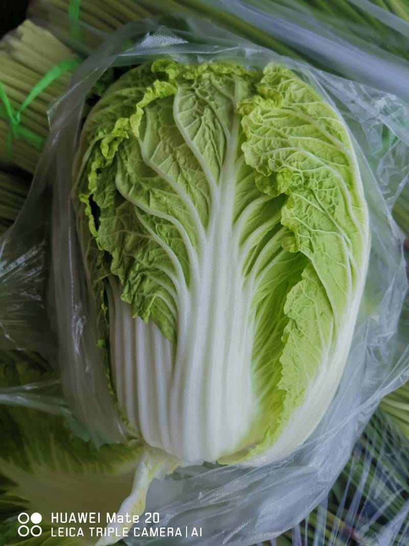 黄心白菜优质精品白菜，质量保证，充足，价格美丽，以质论价