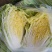 黄心白菜优质精品白菜，质量保证，充足，价格美丽，以质论价