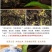 【2斤装买就送精美茶刀】湖南安化黑茶金花茯砖茶1000克