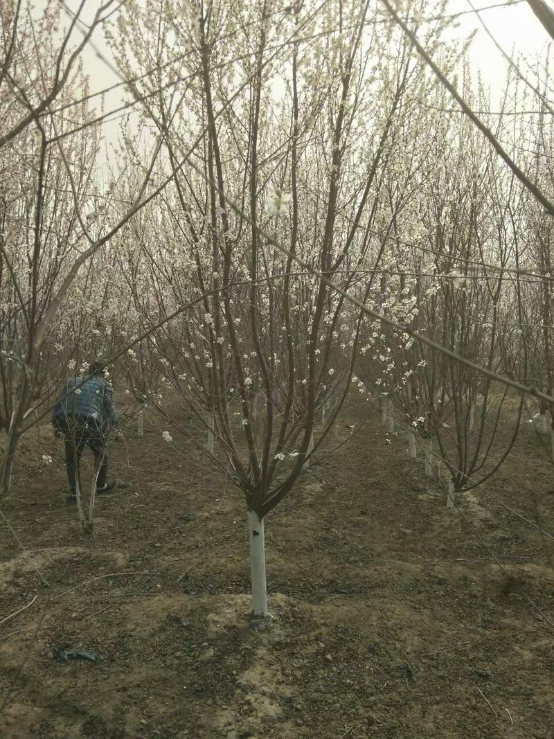 山桃优质山桃树自家圃苗百亩无中介各种规格