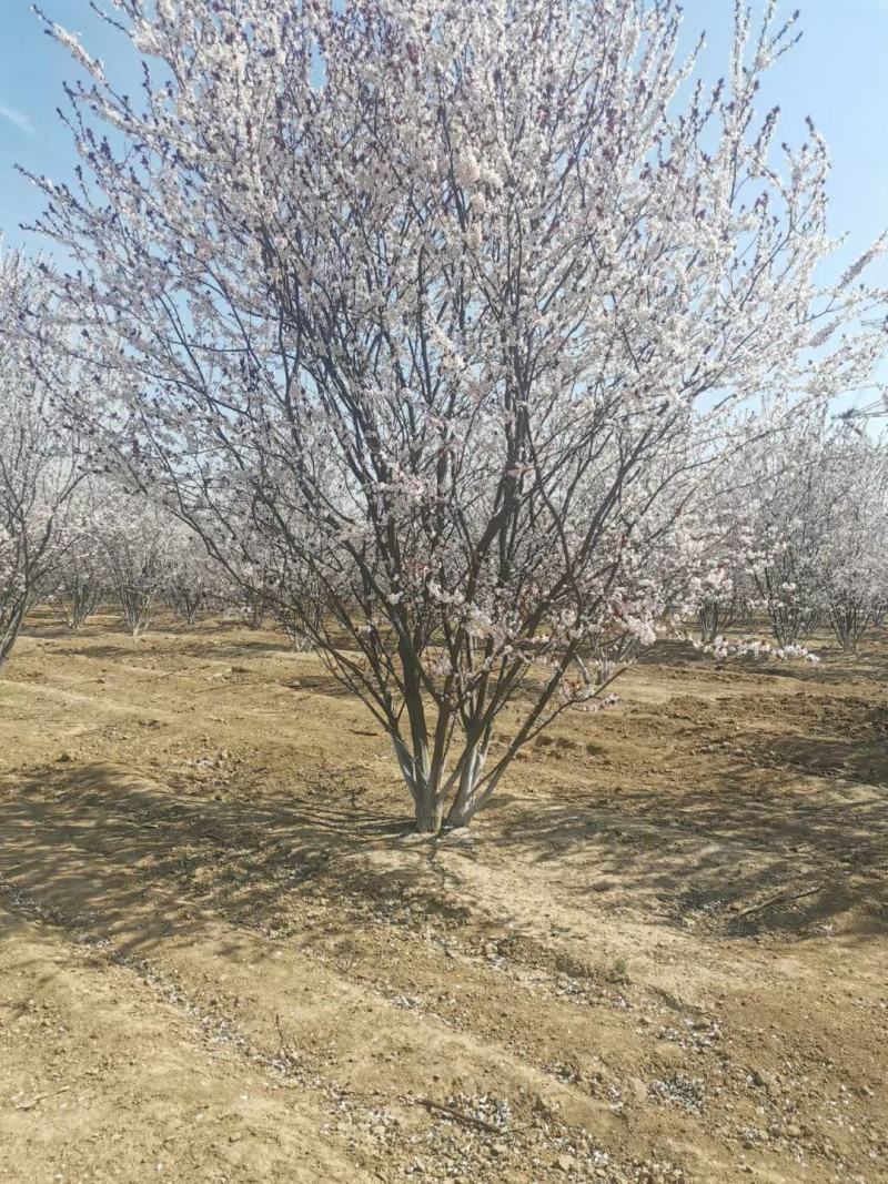 山桃优质山桃树自家圃苗百亩无中介各种规格