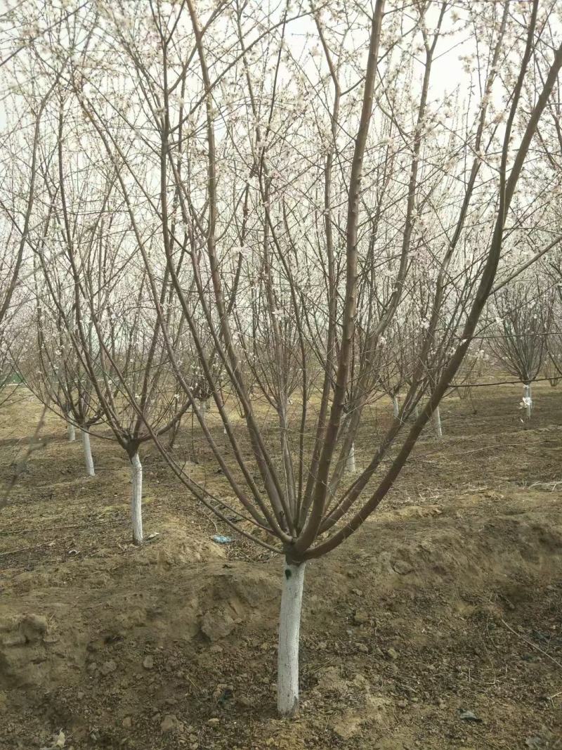 山桃优质山桃树自家圃苗百亩无中介各种规格