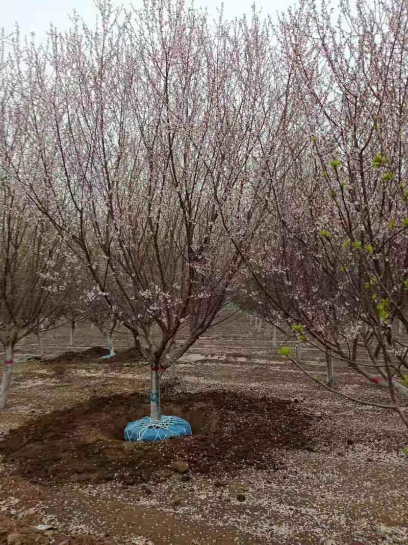 山桃优质山桃树自家圃苗百亩无中介各种规格