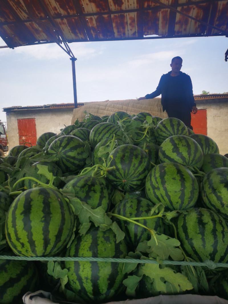 万亩基地河南西瓜大量上市价格低质量好欢迎前来洽谈合